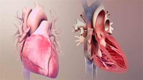 Medical Animations For Hearts Structure And Related Conditions