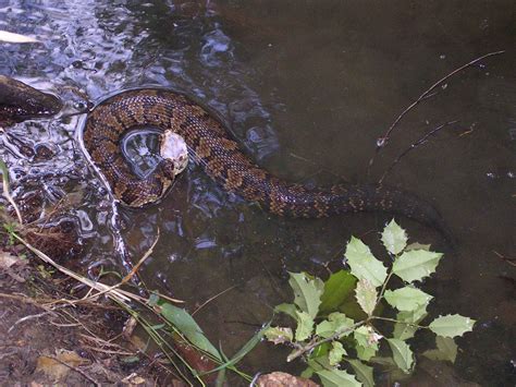 How To Tell If A Water Snake Is Poisonous Water Snakes Identification