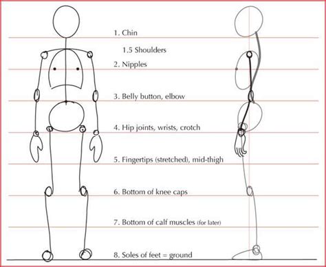 Body Proportions Sculpting And Drawing Reference Drawing Body