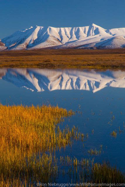 Alaska Arctic Photos Photos By Ron Niebrugge