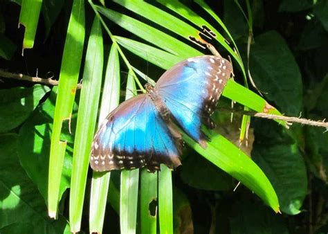 Fun Facts About The Blue Morpho Butterfly Telegraph