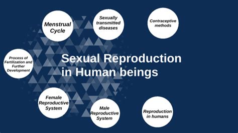 Sexual Reproduction In Human Beings By Rebecca Samuel On Prezi