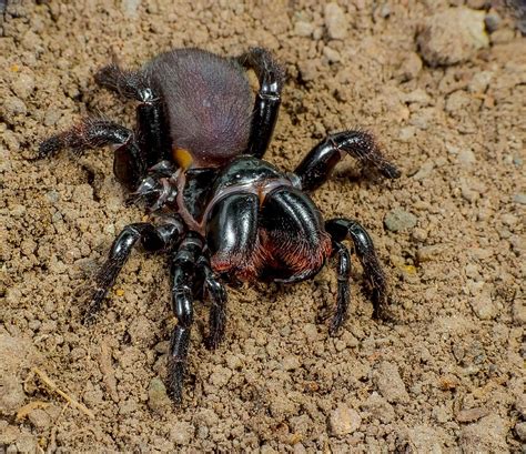 List Of Common Spider Species Of Australia