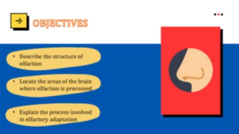 SOLUTION The Special Senses Anatomy And Physiology Notes Studypool