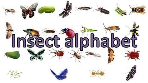Insect Alphabet Youtube