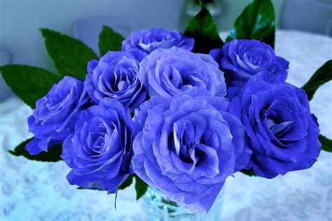 From the name itself, it's not hard to imagine what shape the bluebell has. Blue Roses: Meaning and Pictures | Flower Glossary