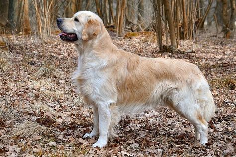 Golden Retriever Dog Breed Facts And Information