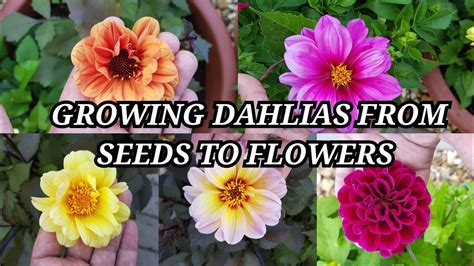 Growing Dahlias From Seeds To Flowers ~ Seed Grown Dahlias ~ How To