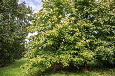 How To Grow And Care For Hazelnut Trees
