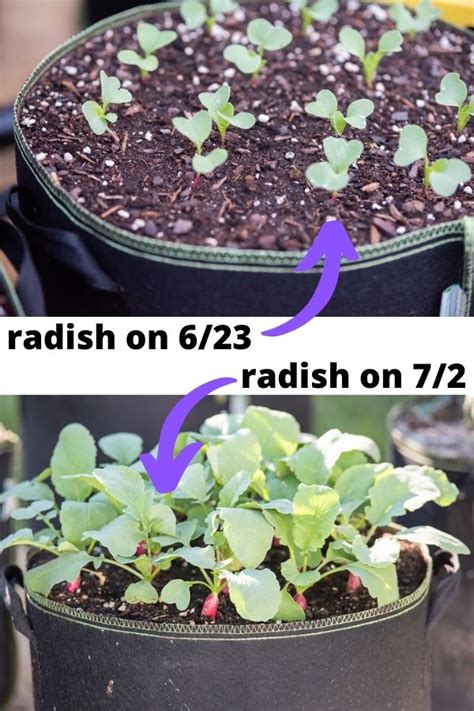 This is harvesting radish seeds. by david atchison on vimeo, the home for high quality videos and the people who love them. How to Plant and Grow Radish from Seed: a fast-growing ...