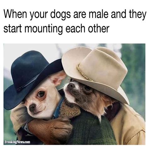 Lets Get This Rodeo On The Road Doggo Dogs Brokebackmountain Yeehaw Meme Dogs Your Dog