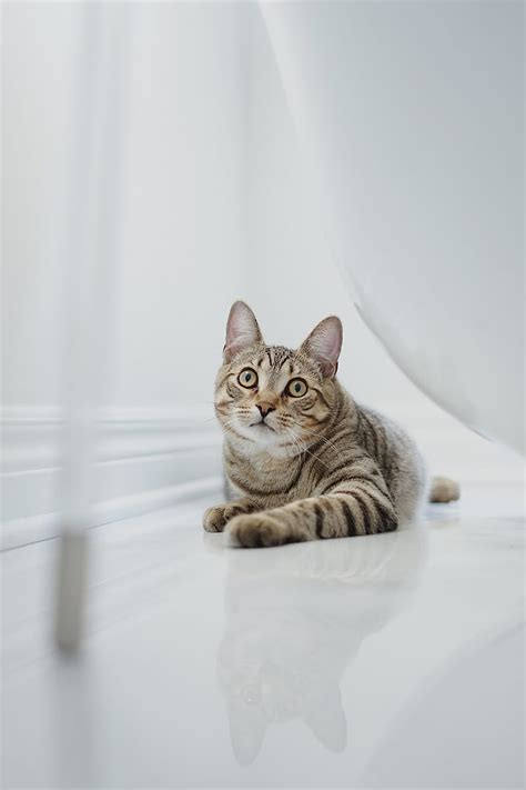 Cat Glance Pet Brown Striped Hd Phone Wallpaper Peakpx