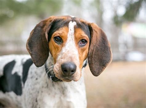 Treeing Walker Coonhound Dog Breed Information With Images Treeing
