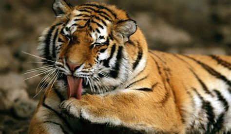 Pemanfaatan flora dan fauna keberadaan flora dan fauna tak dapat dipisahkan didalam kehidupan manusia. 10 Hewan yang Terancam Punah di Dunia | Keindahan Flora ...