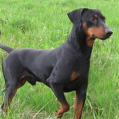 Manchester Terrier Pedigree Database