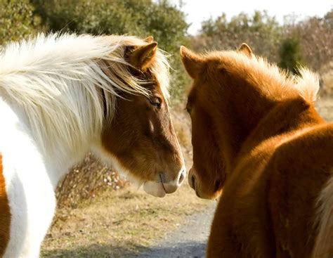 Free Picture Two Wild Horses Stand Closely Together Equus Ferus