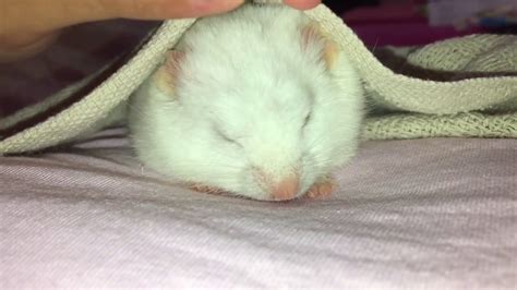 Hamster Falls Into Deep Sleep After A Little Head Massage Youtube