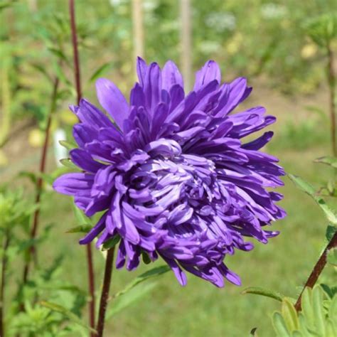 China Aster Mixed X10 Yorkshire Flower Farm