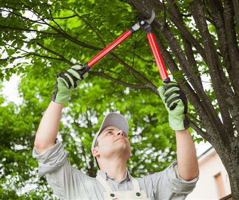 Benefits To Pruning Your Trees Part 2 Stanler Farms