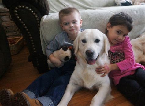 This person would be sir dudley majoribanks of. Icewind, Golden Retriever Breeder in Phillipsburg, New Jersey