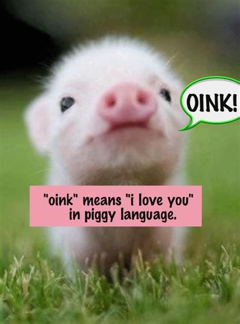 Caption Eh Pig Its So Cute Quotes R Us