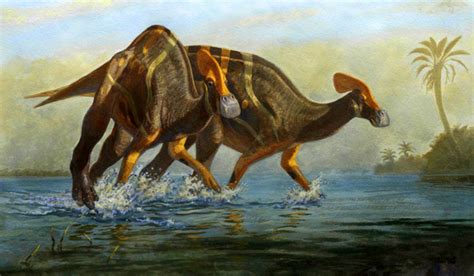 New Species Of Duck Billed Dinosaur Unearthed In Mexico Paleontology