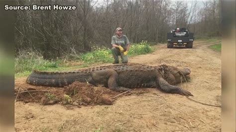 700 Pound Alligator Found In Southwest Georgia