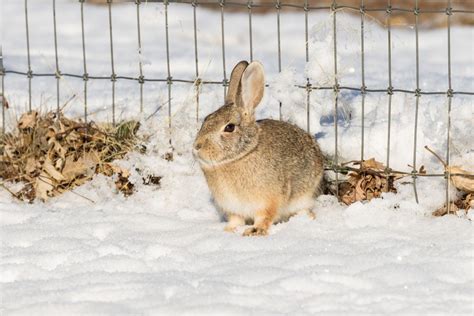 5 Ways To Protect Your Shrubs From Rabbits This Winter