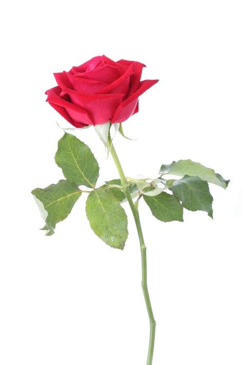 Fiore Della Rosa Rossa Isolato Fotografia Stock Immagine Di