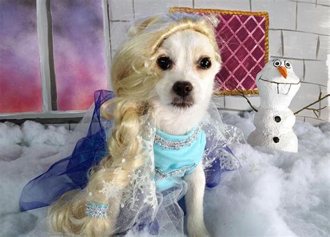 Some Genius Dressed Dogs Up In Disney Costumes Inc Frozen And It Was The Best Thing Ever