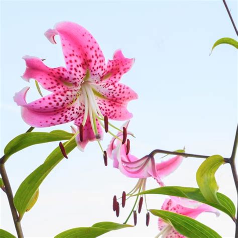 Lilium Speciosum Uchida3815603820732 White Flower Farms Blog