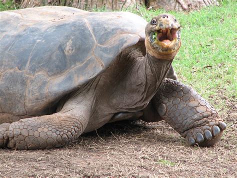 Laughing Tortoise A Photo On Flickriver