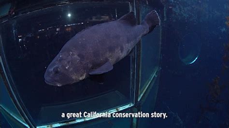 Monterey Bay Aquarium — The Giant Sea Bass A California Conservation