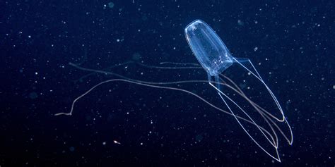 Jellyfish Stings An Increasing Public Health Concern Experts Say