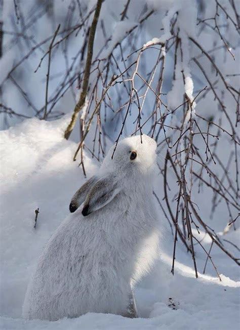 Pin By Troppobella On Rabbits Animals Animals Beautiful Winter Scenes