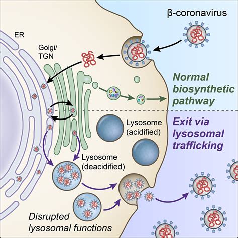 Nih Scientists Discover Key Pathway In Lysosomes That Coronaviruses Use
