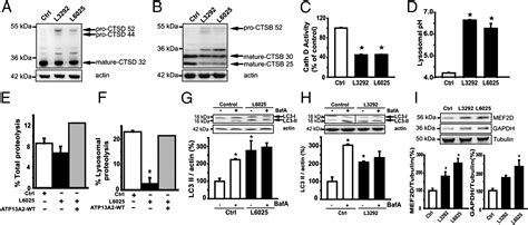 Loss Of P Type Atpase Atp13a2park9 Function Induces General Lysosomal