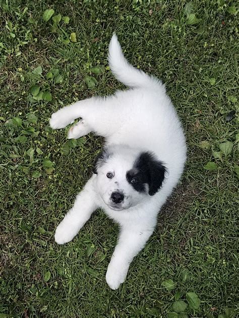Finding a great pyrenees lab mix puppy. Kaya, my great Pyrenees mix, has to get her first puppy ...