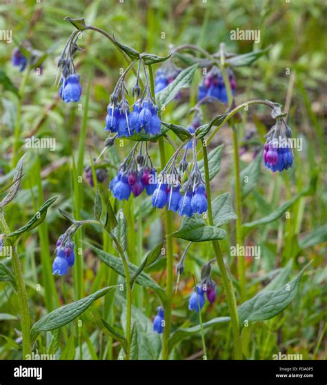 A Group Of Beautiful Tall Bluebell Flowers Mertensia Paniculata