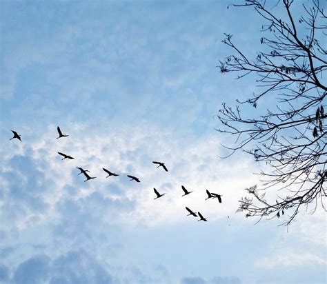 Free Images Tree Nature Branch Silhouette Wing Cloud Sky Flock
