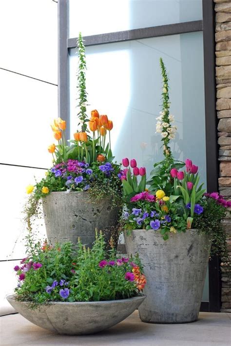 Those in the 'zahara' series can reach about 18 inches tall. Spring Flower Containers Pictures, Photos, and Images for ...