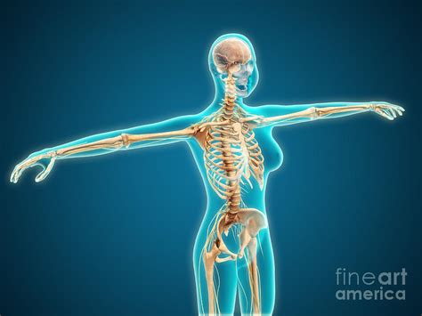 X Ray View Of Female Body Showing Digital Art By Stocktrek Images Pixels