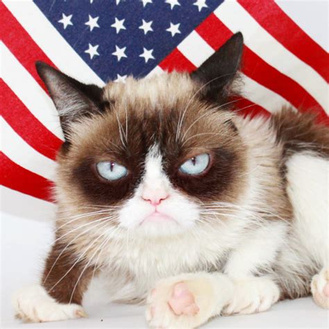 The Official Grumpy Cats Tumblr