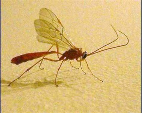 Short Tailed Ichneumon Whats That Bug