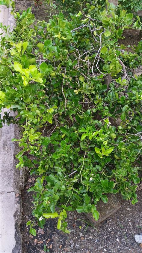 Limau purut juga digunakan sebagai ramuan ubatan dan juga bahan untuk mandi wap. Warisan Petani: Pokok Limau Purut