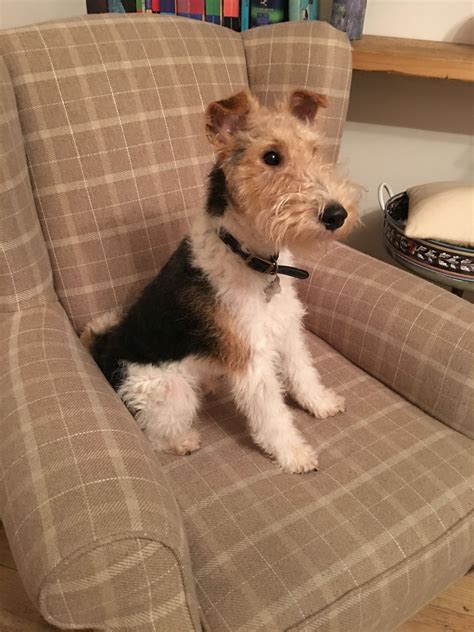 Pips Had His First Proper Grooming Handsome Pip Wire Fox Terrier