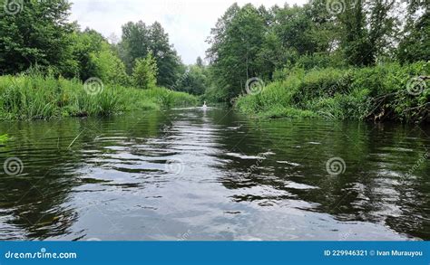 Scenic View Of A Quiet River Flowing Slowly Through The Forest