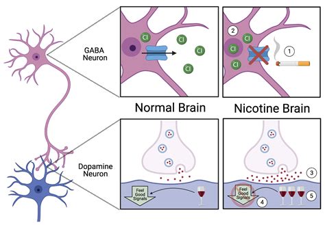 Nicotine And Alcohol — Glia