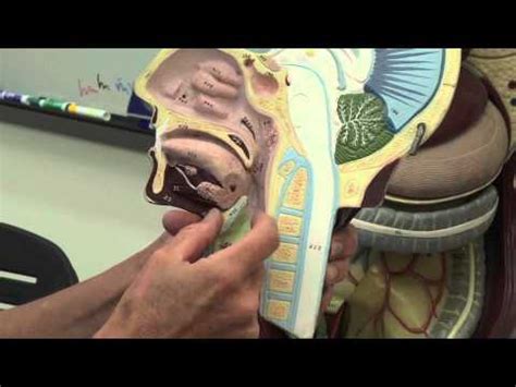 Respiratory part 1 - YouTube