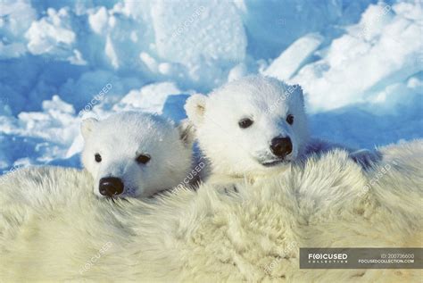 Polar Bear Cubs Cuddling On Female Animal Fur In Snow Of Arctic Canada
